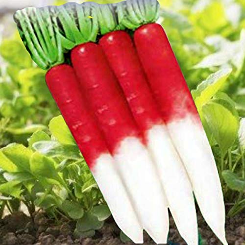 Golden Hills Farm Hybrid Japanese Radish Seeds - Radish Half Red 500+ seeds (B09624DB6R) Amazon Price History, Amazon Price Tracker
