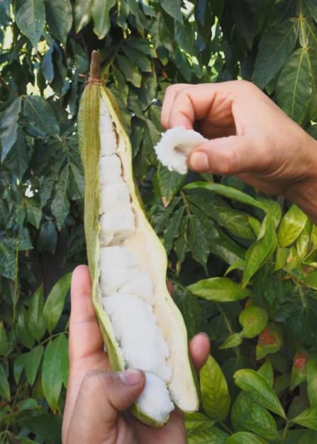 Ice Cream Bean Live Trees - Pack of 2