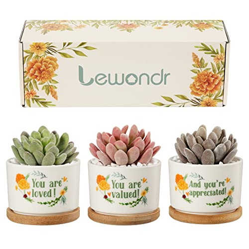 1. Succulent Gift Box
