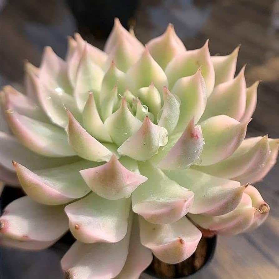 多肉植物 マーガレットレッピン 小苗セット マーガレットレッピンの成長記録｜🍀GreenSnap（グリーンスナップ）