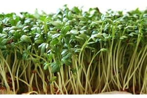 Stonysoil Seed Company Garden Cress Seeds
