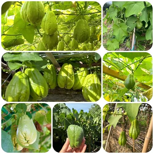 semillas de chayote exóticas balcón exterior fresco, de hortalizas De primera calidad árboles Serie de plantas raras, orgánicas jardín siembra 200pcs