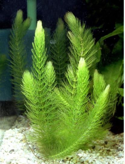 Live Aquarium Plant ¦ Hornwort 'Ceratophyllum demersum' x5 Easy, Tropical, Pond, Aquascaping Fish Tank, Fast-Growing, Oxygenating, Algae Control, Snail Free, Shrimp Safe, Freshwater ¦ Floratica