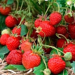 Seeds Berry Strawberry Fragaria vesca L Renaissance from Ukraine 0.1 Gram