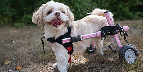 Amazon | Small Dog Walkin' Wheelchair [ALLFORWAN'sLIFE] カート