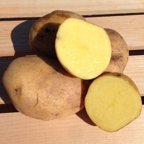 Yukon Gold Potato Seed/Tubers,Yellow-flesh standard.(5 Lb)