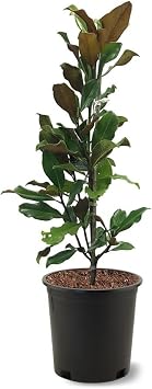 Bracken Brown Beauty Southern Magnolia, Aromatic Creamy White Flowering, Evergreen Foliage, 3 gal, Nursery Pot, Due to Agricultural Laws, we Cannot Ship to CA, AZ, AK, or HI