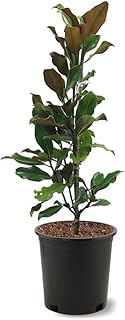 Bracken Brown Beauty Southern Magnolia, Aromatic Creamy White Flowering, Evergreen Foliage, 3 gal, Nursery Pot, Due to Agricultural Laws, we Cannot Ship to (CA, AZ, AK, or HI)