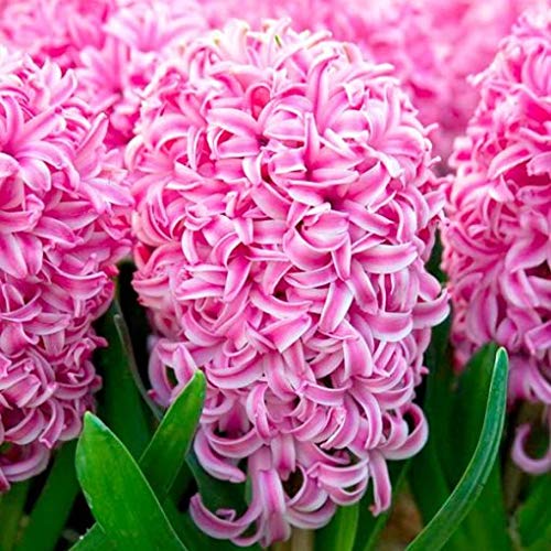 Pianta vera di Giacinto Orientalis Pink Pearl - Bulbi