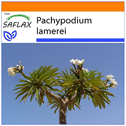 SAFLAX - Garden in the Bag - Palma del Madagascar - 10 semi - Pachypodium lamerei
