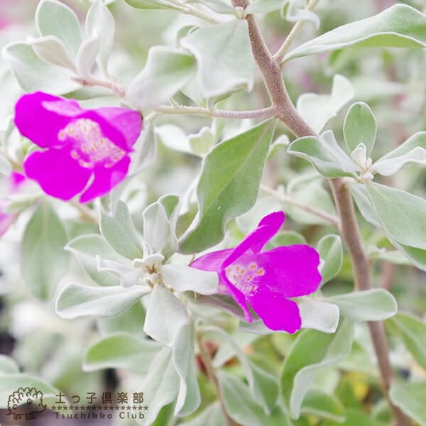 ビッキさん確認用レウコフィルム ラベル表面の傷つき防止対策に最適なラミネートフィルム │ ラベル