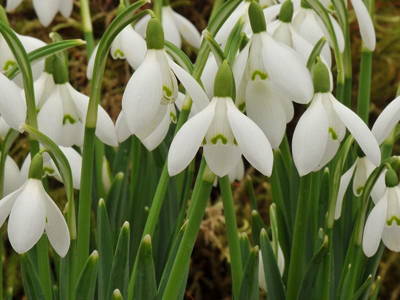 GALANTHUS Nivalis (Snowdrop) X25-4/5cm Galanthus Bulbs Ready for Planting Now. Beautiful Spring Flowering, Brighten Your Garden Today.