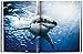 Michael Muller. Sharks