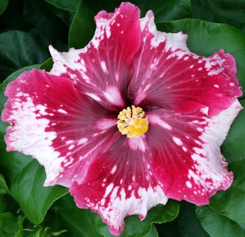 Hibiscus Cajun Color Live Plant – Tropical Flowering Shrub –