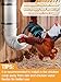 MEWTOGO Automatic Chicken Feeder No Waste - 6.6 Pounds Large Capacity Heavy Duty PVC Pipe Hanging Chicken Feeder, Poultry Gravity Feed Port for Chicken Long Feeding