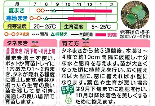 Amazon.co.jp: ハボタン 種子 タキイ交配 葉牡丹・F1 つぐみ （育苗