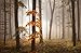 Produktbild WALD Fototapete VLIES-250x186 cm (6458A)-Herbst Natur Landschaft Bäume Herbstwald Fotokunst Wandtapete-Inkl. Kleister-Vliestapete Bild Dekoration Wand-Dekor Moderne Motiv-Tapete Panorama Poster XXL