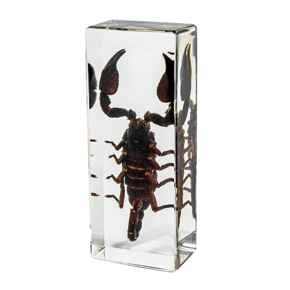 Taxidermy Centipede, 4.3" Real Centipede Insect Specimens in Resin Paperweights for Science Education, Desk Ornament and Animal Taxidermy Collection (Large Size: 4.3" x 1.8" x 1.2")