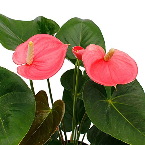 New Patna Nursery Anthurium Live Flower Plant Healthy Plant Amazon.in