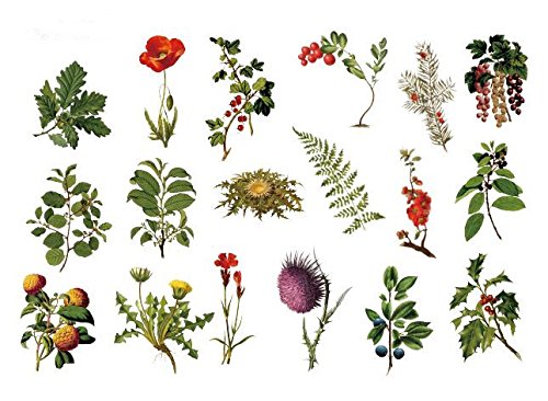 SanerLian Waterproof Temporary Fake Tattoo Stickers Flowers Leaf Plant Fern Red Yellow Green Set of 2
