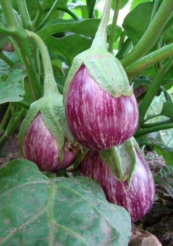 Arlo Vegetable Seeds - Rare heirloom Eggplant Brinjal 100 Seeds Indian Variety light Purple Striped (B07G5JV8ZV) Amazon Price History, Amazon Price Tracker