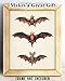 Vintage Bat Painting Print - Great Home and Farmhouse Bat Decor, Halloween Decorations, Gothic Room Decor, Science Room Wall Art, Great Gift for Bat Lovers,11x14 Unframed Art Print Poster