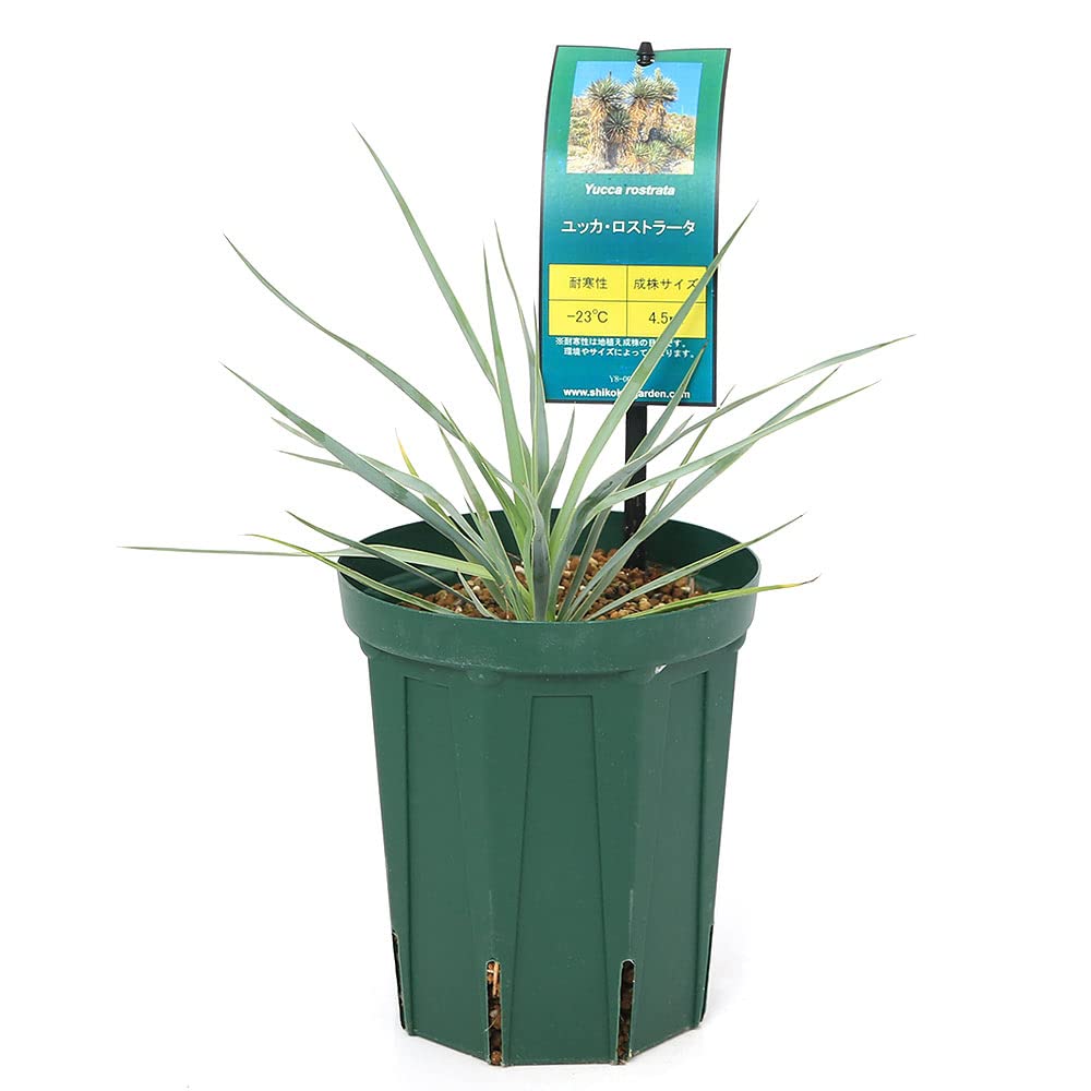 ユッカ　ロストラータ5 ユッカ・ロストラータ 5号 | 日本ライン花木センター