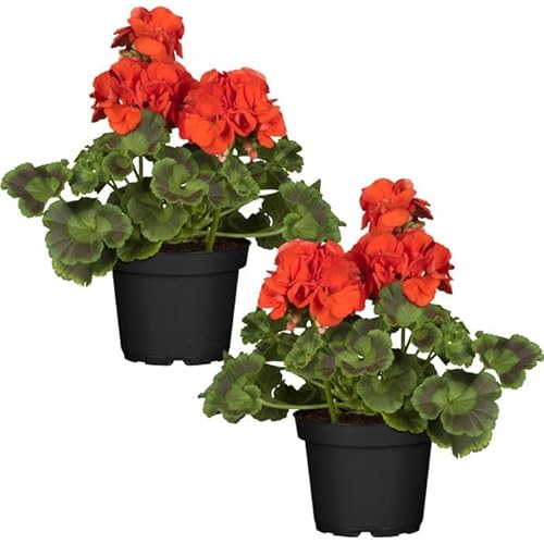 Geranium Rojo Set 2 Plantas Naturales para el Hogar con Flores Rojas