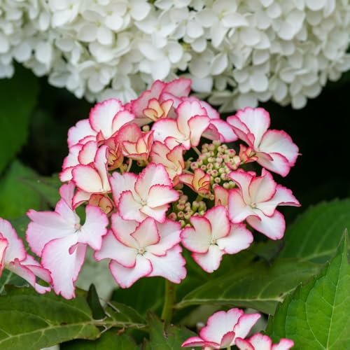 Hydrangea macrophylla 'Mirai' – Stunning White Mophead with Deep Rose Edges, Hardy Shrub for Garden & Containers - 1x 3.6 Litre Potted Plant by Thompson & Morgan