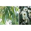 Blauwe Eucalyptus – 50 verse zaden – Eucalyptus Globulus