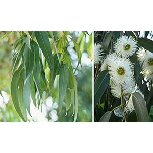 Blauwe Eucalyptus – 50 verse zaden – Eucalyptus Globulus