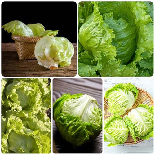 semillas de lechuga iceberg orgánicas - lechuga - tradicionales lechuga iceberg fresca verdes de interior camas elevadas para jardín 300pcs