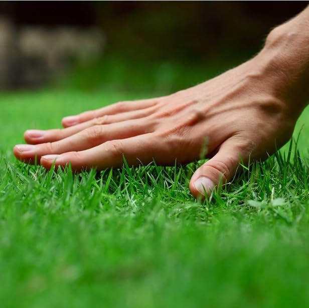 Super Napier Small Grass Seeds for Your Graden Area Home Garden, kitchen Garden-Pack of 500 Seeds (B0BGC85CXP) Amazon Price History, Amazon Price Tracker