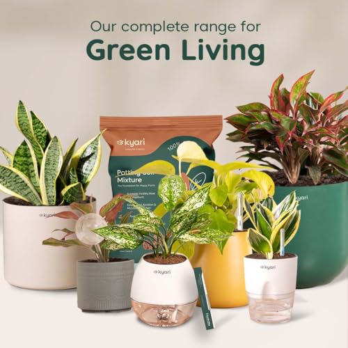 Image of Kyari Money Variegated Indoor Live Plants with White Self Watering Pot - Oval Pot 4 Inch