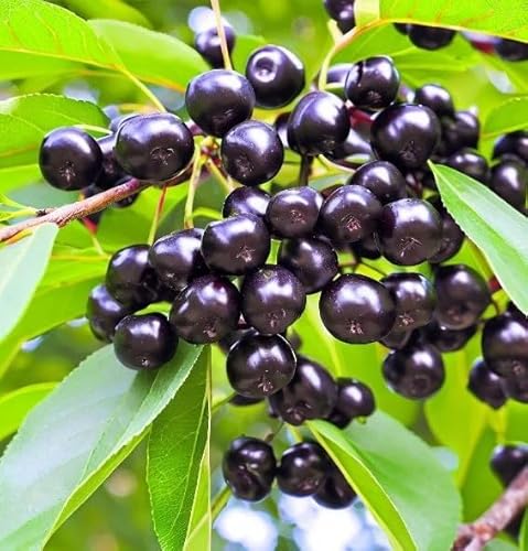 Prunus virginiana (Black Chokecherry, Black Choke Cherry) Tree Seeds, Attractive