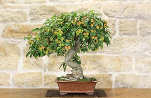  Bonsai di Melo selvatico (87)