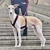 EDEL&SCHNELL Whippet Galgo Greyhound Windhund Hundegeschirr dunkelrot Größe S Geschirr für kleine Hunde aus Samt mit Leine