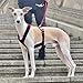 EDEL&SCHNELL Whippet Galgo Greyhound Windhund Hundegeschirr dunkelrot Größe S Geschirr für kleine Hunde aus Samt mit Leine