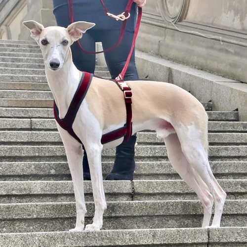 EDEL&SCHNELL Whippet Galgo Greyhound Windhund Hundegeschirr dunkelrot Größe S Geschirr für kleine Hunde aus Samt mit Leine