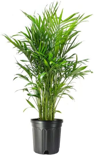 American Plant Exchange Cat Palm  10-Inch Pot  Live Tropical Houseplant with Feathery Green Fronds, Easy Care Indoor or Outdoor Palm for Home, Office, Patio & Low-Light Decor