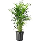 American Plant Exchange Cat Palm – 10-Inch Pot – Live Tropical Houseplant with Feathery Green Fronds, Easy Care Indoor or Outdoor Palm for Home, Office, Patio & Low-Light Décor