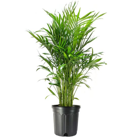 American Plant Exchange Cat Palm