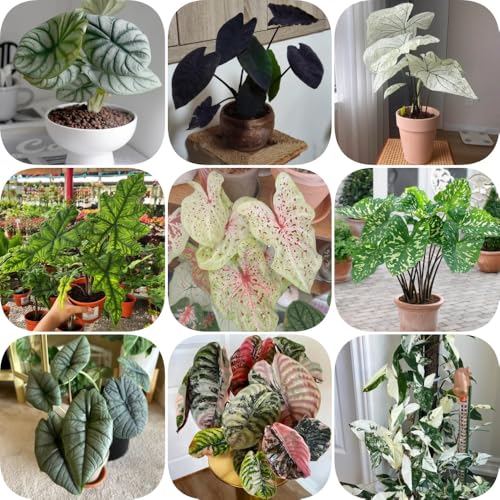 Semillas de alocasia - de oficina verdes exótico decoración sala estar interior purificadoras aire decorativas productos sostenibles Regalos para los amantes 250pcs