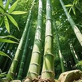 Bamboo Seeds for Planting, 500+ Dwarf Rare Bamboo Seeds Exotic and Fast Growing, Green Bamboos for Indoor or Outdoor