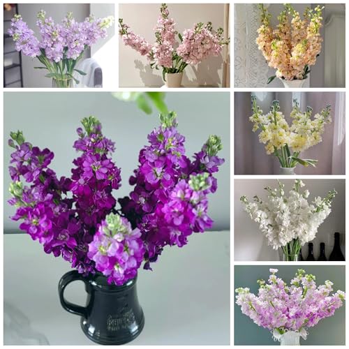 stoccafisso semi di violetta africana decorazione autunnale, giardino roccioso resistenti di violetta di vecchie varietà, resistenti all'esterno 35pcs