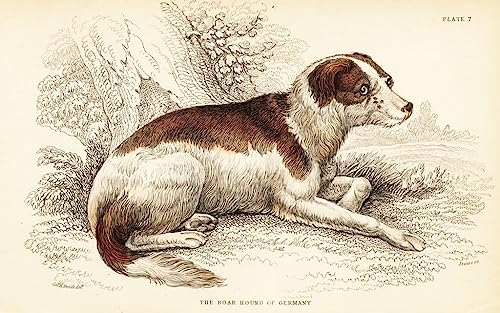 Impression sur toile Boar Hound of Germany William Home Lizars tableau vintage haut de gamme