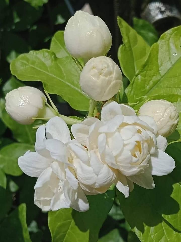 Image of Live Jasminum Sambac 'Butt Mogra' |Jasmine Plant | Aromatic Flower Plant For Home Garden With Pot (MOGRA PLANT)