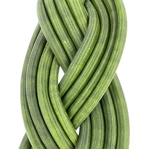  KENTIS Sansevieria Cylindrica Braid - Ideale per Uffici e Case - Purifica l'Aria nei Vestiboli
| KENTIS Sansevieria Cyl