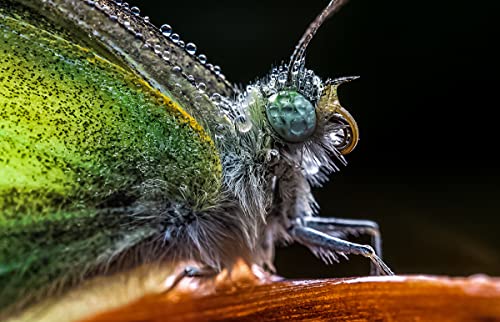 Ficha técnica Venus Laowa 65mm f/2.8 APS-C Ultra macro lente de enfoque manual para Sony E-Mount Camera - Fernando Cortés