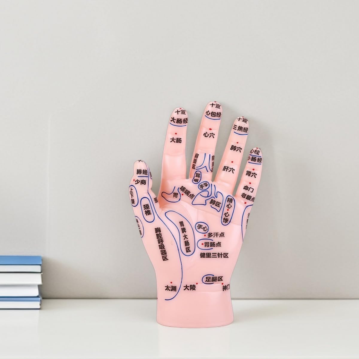 Mikinona Modèle Éducatif de Réflexologie Palmaire en PVC Solide, Affichage Précis des Points D’Acupuncture Main, Outil D’Apprentissage pour Massage et Enseignement en Médecine